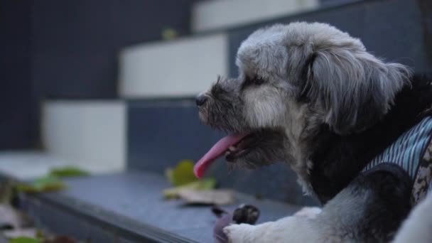 Movimiento Lento Del Perro Con Lengua Que Sobresale — Vídeo de stock