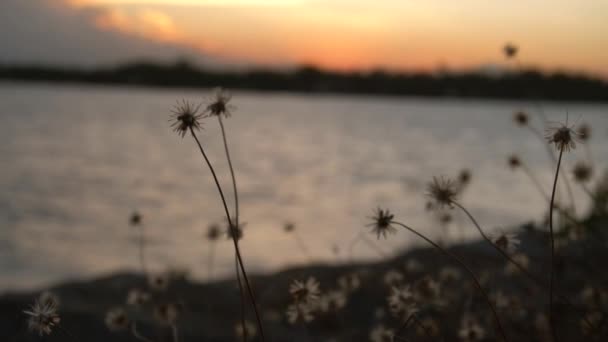 Slow Motion Dry Grass Flower Blowing Wind Golden Sunset Scene — Stock Video