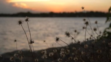 Ağır çekim kuru ot çiçek altın günbatımı sahne ve lake kavşağında rüzgarda dalgalanan ve akan sakin su dalgası yüzeyi ile üfleme. Yaz doğa arka plan.