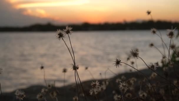 Ağır Çekim Kuru Çiçek Altın Günbatımı Sahne Lake Kavşağında Rüzgarda — Stok video