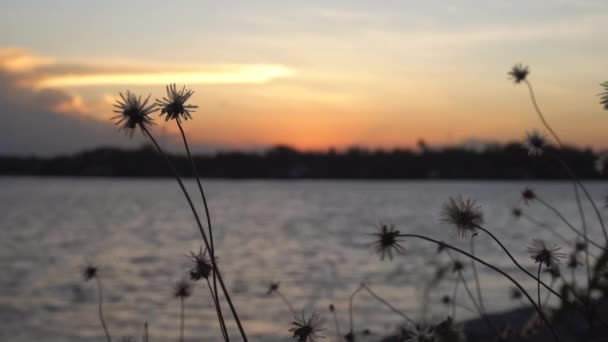 Seçici Odak Kuru Çiçek Altın Günbatımı Sahne Lake Kavşağında Rüzgarda — Stok video