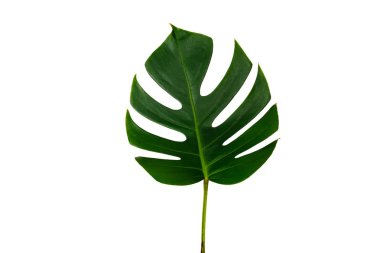 Monstera yeşil yaprak p kırpma ile beyaz arka plan izole