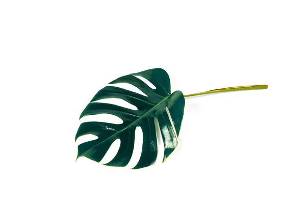 Monstera leaf isolated on white background with clipping path. — Stock Photo, Image