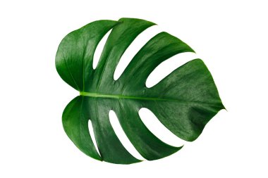 Monstera yeşil yaprak p kırpma ile beyaz arka plan izole