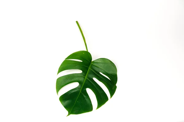 Hoja verde Monstera aislada sobre fondo blanco . — Foto de Stock