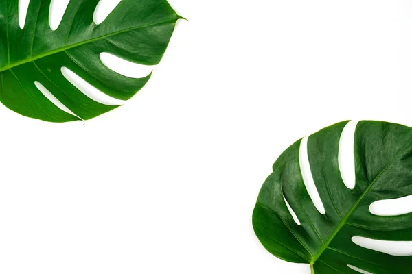 Monstera groen blad geïsoleerd op witte achtergrond in platte lag sty — Stockfoto