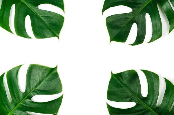 Monstera foglia verde isolato su sfondo bianco in piatto lay sty — Foto Stock