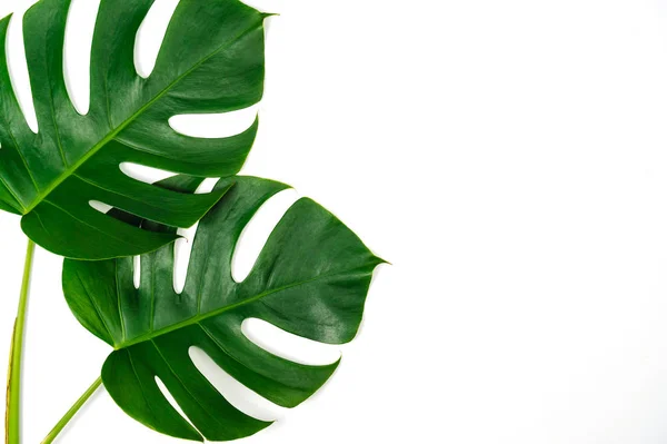 Düz beyaz arka plan üzerinde izole iki monstera yeşil yaprakları