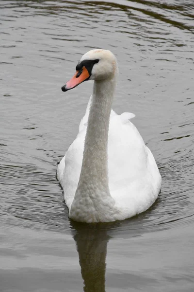 湖の白鳥の写真 — ストック写真