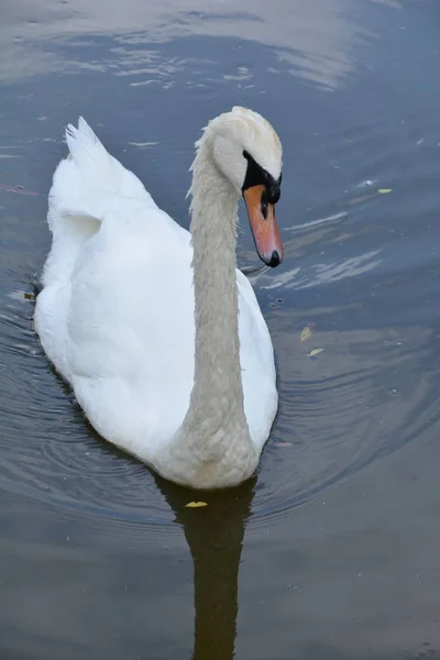 Cisne Branco Lago Floresta Primavera — Fotografia de Stock