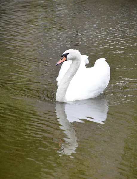 Weißer Schwan Foto Auf Dem See — Stockfoto