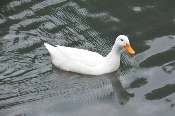 Biała Kaczka Płodzi Nad Jeziorem — Zdjęcie stockowe