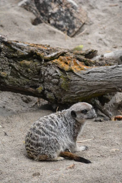 Meerkat Animal Mignon Prédateur Afrique — Photo