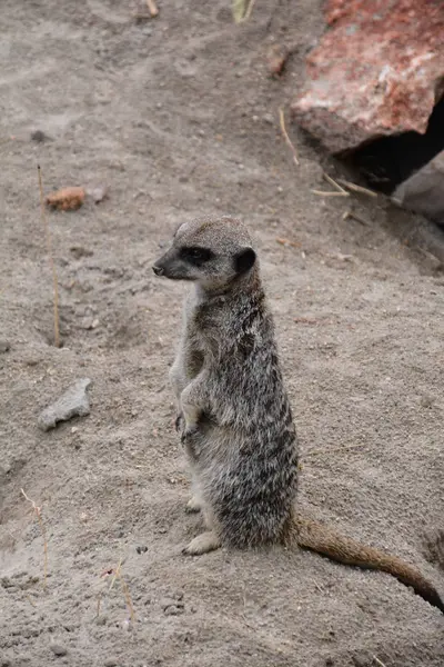 Meerkat Animal Mignon Prédateur Afrique — Photo