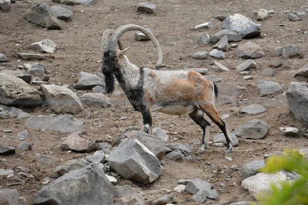 Wild Mountain Goats Living Mountainous Areas — Stock Photo, Image