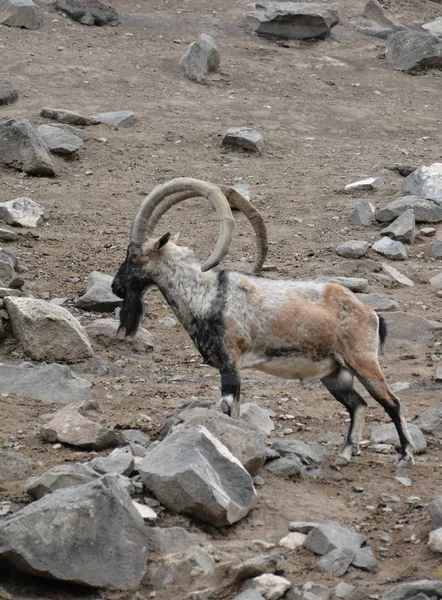 Las Cabras Montesas Salvajes Son Artiodáctilos — Foto de Stock