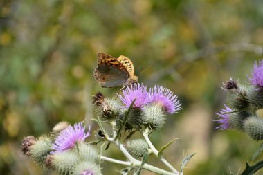 Ormanda yabani çiçek üzerinde sarı kelebek. Kelebek duvar kağıtları ve görüntüler