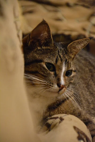 Kanepede rahatlatıcı güzel kedi