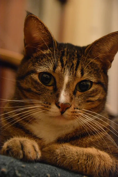 Gato Bonito Olhando Linha Reta Lente Câmera — Fotografia de Stock