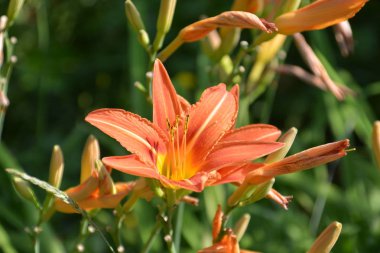 güzel çiçekler bahçede çiçek açan