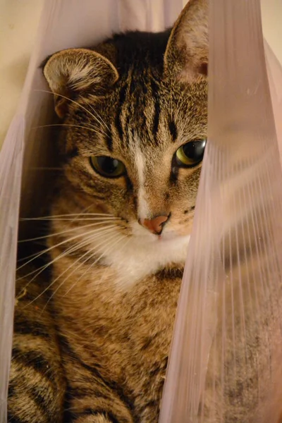 Vacker Katt Poser För Fotografen — Stockfoto