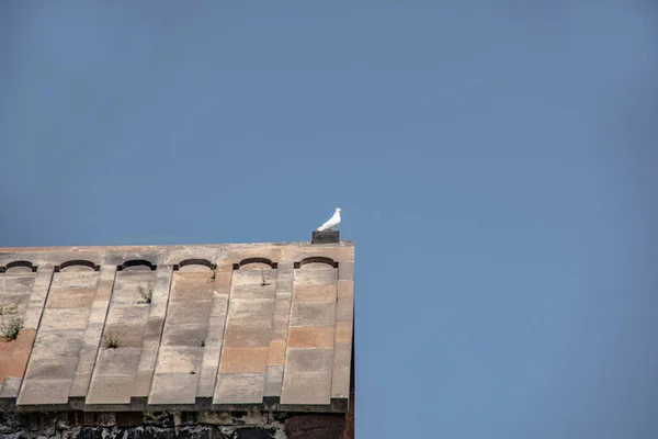 Uma Pomba Senta Telhado Uma Igreja — Fotografia de Stock