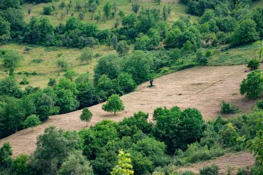 Tarlanın ortasında iki ağaç.