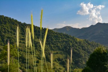 İsviçre 'nin güzel yeşil dağları