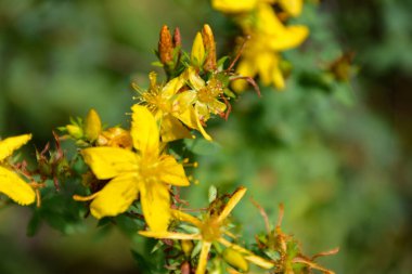 Ormandaki güzel sarı çiçek