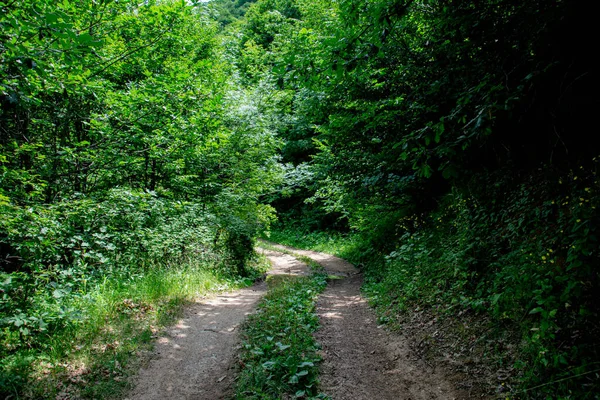 Estrada Passa Por Uma Floresta Densa — Fotografia de Stock