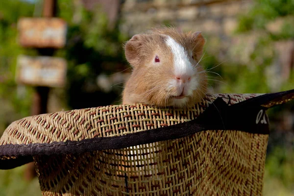 Guinea pig sitting in a hat. Beautiful pictures of guinea pigs