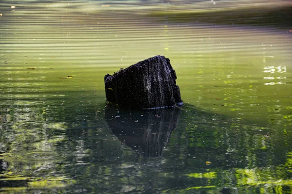 Zielone Wody Amazonii — Zdjęcie stockowe