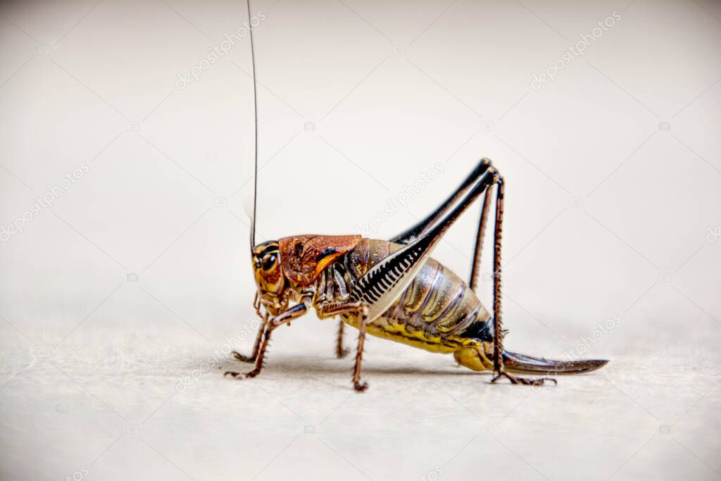 eautiful locust. Locust sitting on the floor