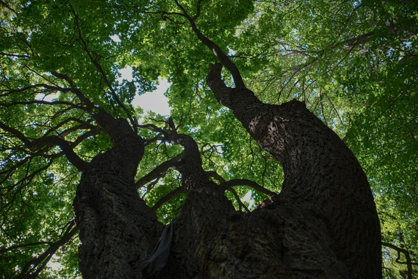 Prachtige Bosbomen Verbazingwekkende Boomfoto — Stockfoto