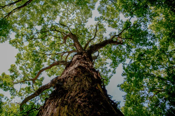 Prachtige Bosbomen Verbazingwekkende Boomfoto — Stockfoto