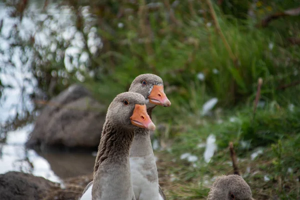 Two Beautiful Geese Nature — Stock Photo, Image