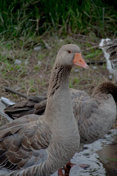 Wilde Grijze Gans Natuur — Stockfoto