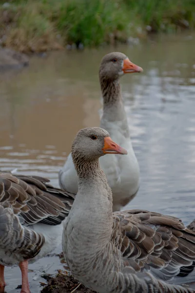 Två Vackra Gäss Naturen — Stockfoto