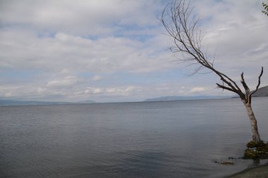 Gölün kenarındaki kurumuş ağaç.