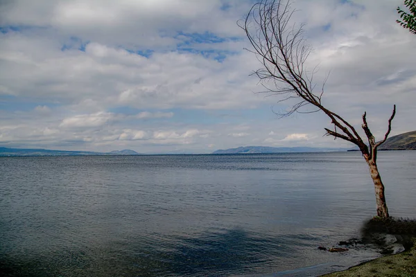 Árvore Solitária Junto Lago — Fotografia de Stock