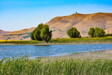 Küçük bir gölün kıyısındaki ağaçlar