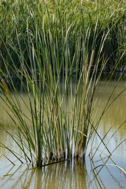 Gölette bambu çalıları