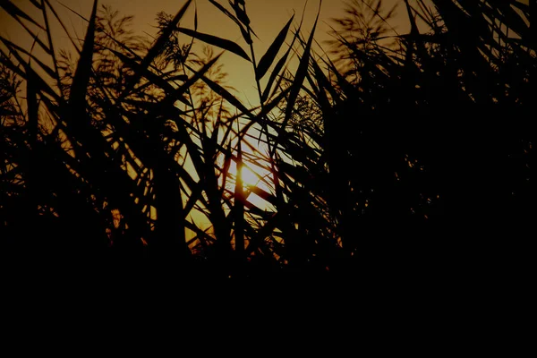 Groen Gras Achtergrond Van Een Prachtige Zonsondergang — Stockfoto