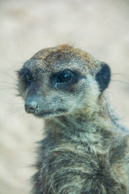 Güzel bir Afrika mirketinin portresi