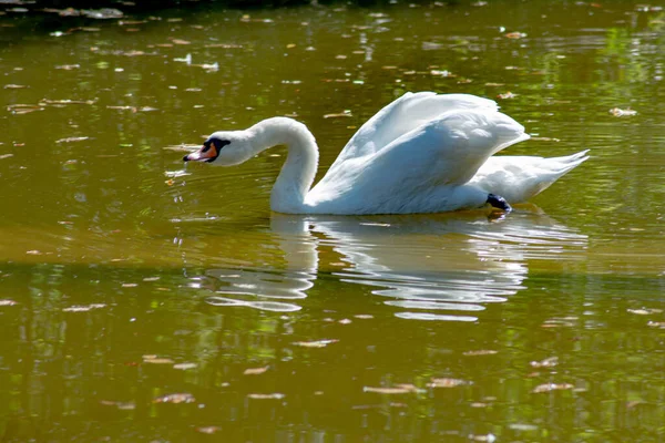 Witte Zwaan Een Schone Vijver — Stockfoto