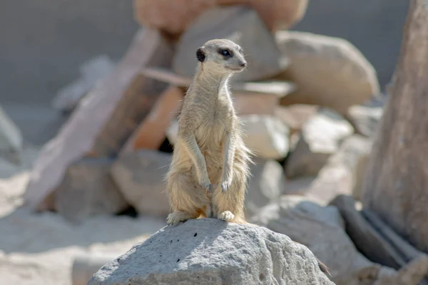 Αφρικανική Meerkat Είναι Υπηρεσία Στο Λαγούμι — Φωτογραφία Αρχείου