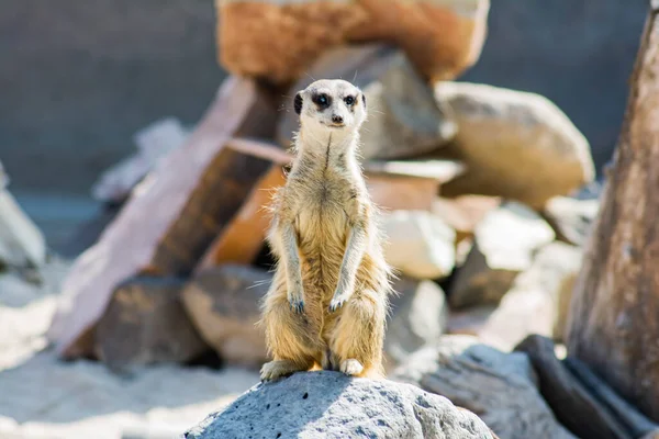 Meerkat Africain Tient Sur Une Pierre — Photo