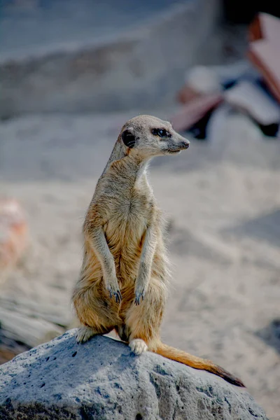 Καθήκον Meerkat Στέκεται Μια Πέτρα — Φωτογραφία Αρχείου