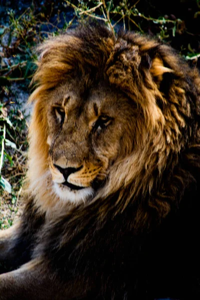 Portrait Male Lion Photos Images Lion — Stock Photo, Image