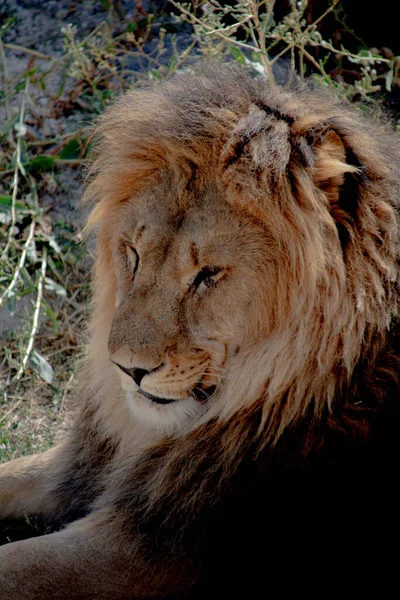 Фотографии Изображения Льва — стоковое фото